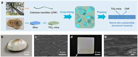 中國科學家研發(fā)仿生新材料，高性能纖維與復合材料助力塑料替代